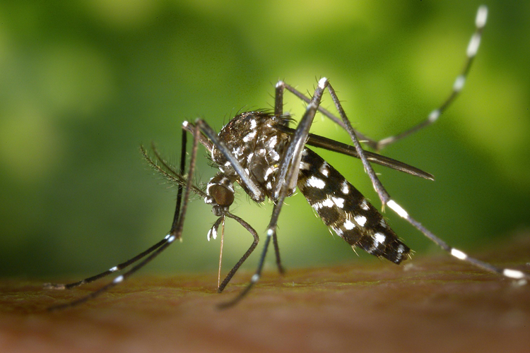 Everything You Need to Know About Dengue